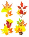 Composition Set of Different Autumn Leaves