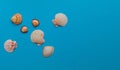 Composition of shells on a blue background. Flat lay, copy space, top view. Summer concept Royalty Free Stock Photo