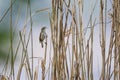 Composition of singing a small warbler in the middle of reeds.