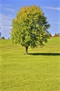 Composition of single maple trees on a hill of green grass Royalty Free Stock Photo