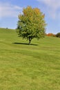 Composition of single maple trees on a hill of green grass. The maple tree start changing its leaves color from green to yellow