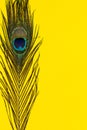 Composition of single peacock feather Royalty Free Stock Photo