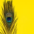 Composition of single peacock feather Royalty Free Stock Photo