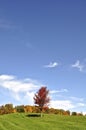 Composition of single red maple trees on a hill of green grass. perfect as wallpaper Royalty Free Stock Photo