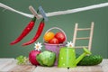 Composition of small fruits and vegetables and garden accessories. Organic bio fresh vegetable,