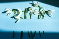 Composition with snowdrop flowers on color background, Creative layout made with snowdrop flowers on bright blue background. Flat Royalty Free Stock Photo