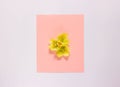 Composition of spring flowers, paper blank on a light  background.  Flat lay, top view. Minimal concept. Gift card. Copy space for Royalty Free Stock Photo