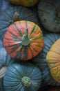 Pumpkins different colors autumn harvest season
