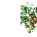 Composition of strawberries with flowers and ripe berries. Royalty Free Stock Photo