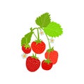 The composition of strawberries on a white background.