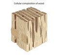 Composition and Structure of Wood Cells