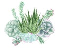 Composition with Succulents and air-plants illustration, watercolor painting.