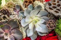 Composition of succulents, close-up