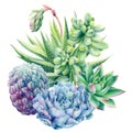 Composition of succulents haworthia, aloe, echeveria, cactus, watercolor botanical painting, card with green plants Royalty Free Stock Photo