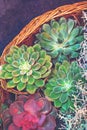 composition with succulents.