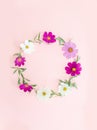 Composition from summer flowers. Kosmey flowers on pastel pink background