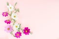 Composition from summer flowers. Kosmey flowers on pastel pink background