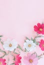 Composition from summer flowers. Kosmey flowers on pastel pink background