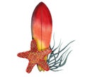 Composition of surf board red and yellow color with sea star and herbs watercolour hand drawn isolated on white