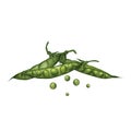 A composition of three green green pea pods with peas inside and isolated separately. Illustration. Suitable for