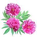 Composition of three large pink flowers peonies with leaves isolated on white background