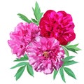 Composition of three large pink and red peonies isolated on a white background