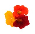 Composition of three nasturtiums orange, red and yellow