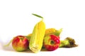 Unpeeled corn cobs and red apples isolated on white background. Royalty Free Stock Photo