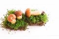 Composition of three white forest mushrooms on moss. white wooden background