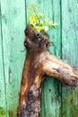 Composition of a tree thick branch standing on wooden green background