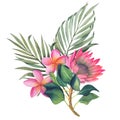 Composition with tropical plants and flowers. Botanical watercolor green exotic leaves. Coconut palm leaves, protea Royalty Free Stock Photo