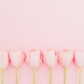 Composition with tulips flowers on pink background. Flat lay, top view. Spring time background Royalty Free Stock Photo