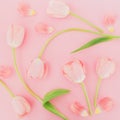 Composition of tulips flowers on pink background. Flat lay, top view. Spring time background Royalty Free Stock Photo