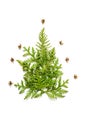Composition of twigs of thuja and tiny cones in the shape of a Christmas tree, isolated on a white background. Christmas card conc