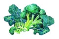 Composition with two broccoli cabbage plants and leaves. Hand drawn watercolor illustration