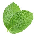 Composition of two fresh mint leaves Royalty Free Stock Photo