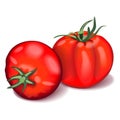 Composition of two whole red tomatoes. Globe tomato. Fresh organic and healthy, diet and vegetarian vegetables. Vector Royalty Free Stock Photo