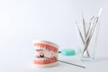 Composition with typodont teeth and dentist tools on white background Royalty Free Stock Photo