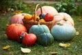 Variety of pumpkins, harvest in the autumn garden Royalty Free Stock Photo