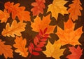 A composition of various autumn leaves, featuring oak (Quercus spp.) and maple Royalty Free Stock Photo