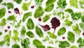 Composition with various salad leaves on white background Royalty Free Stock Photo