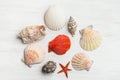 Composition from various sea shells of different shapes and colors on white wood background. Clean minimalist flat lay