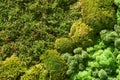 Composition of various types of moss