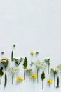 Composition from various wildflowers on a light blue background. Royalty Free Stock Photo