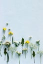 Composition from various wildflowers on a light blue background. Royalty Free Stock Photo