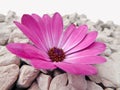 purple Cape Marguerite Daisy flower with gray stones Royalty Free Stock Photo