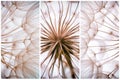 Composition - Vintage watercolor abstract background - monochrome dandelion flower Royalty Free Stock Photo