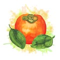 Composition with watercolor persimmon