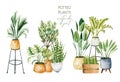 Composition of watercolor potted plants, home plants collection