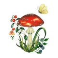 Composition with watercolour wild forest fly agaric red mushroom and cranberry, blueberry, butterfly, a blade of grass